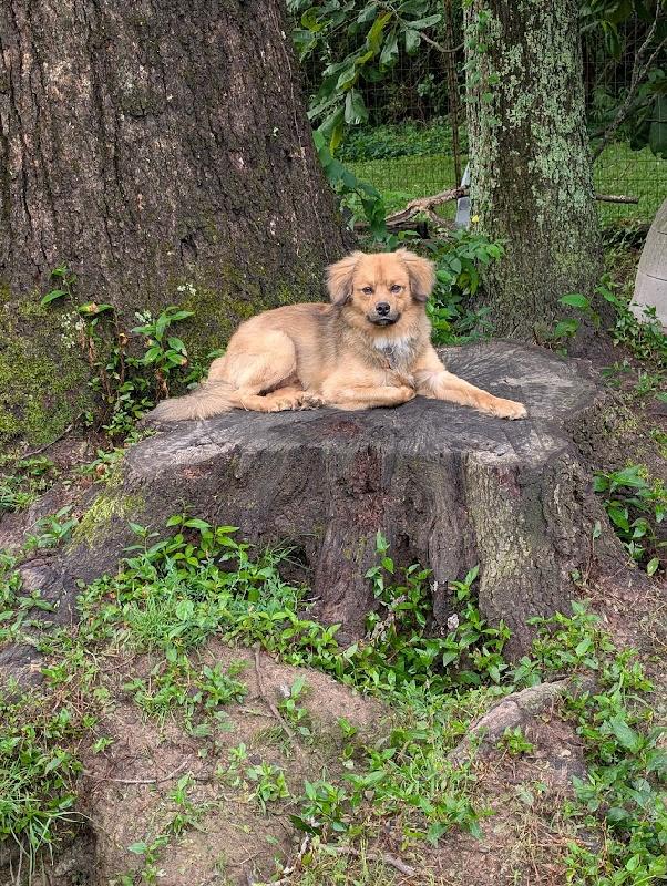 Enlarge Biscuit, a Adopted mixed breed in Scottsburg, IN image 2/4