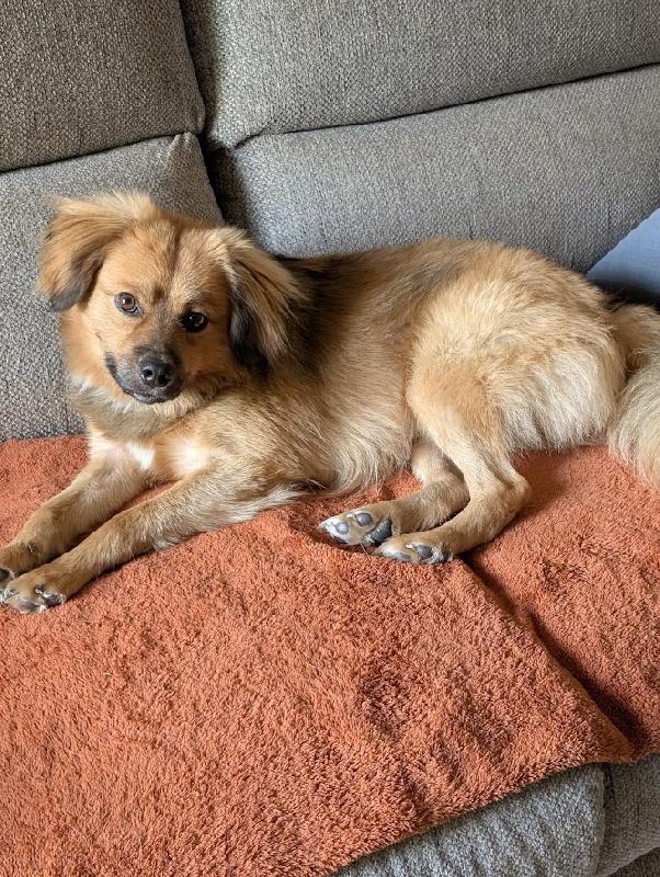 Enlarge Biscuit, a Adopted mixed breed in Scottsburg, IN image 1/4