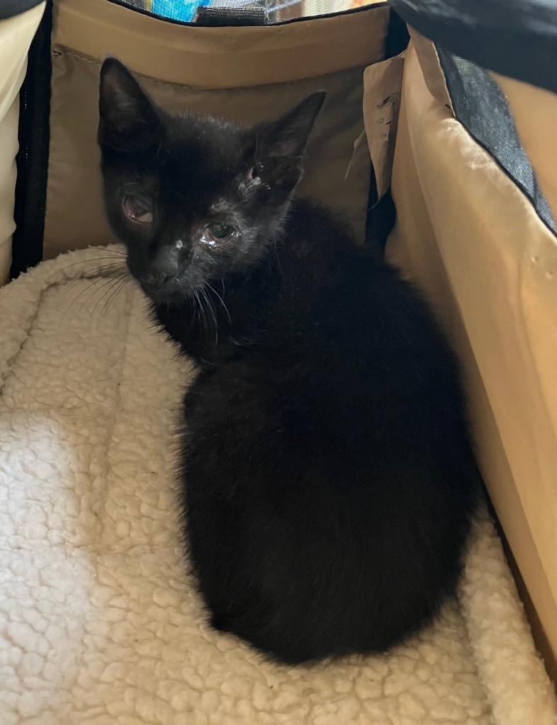 Miller, a Adoptable Domestic Short Hair in Heathsville, VA image 1/2