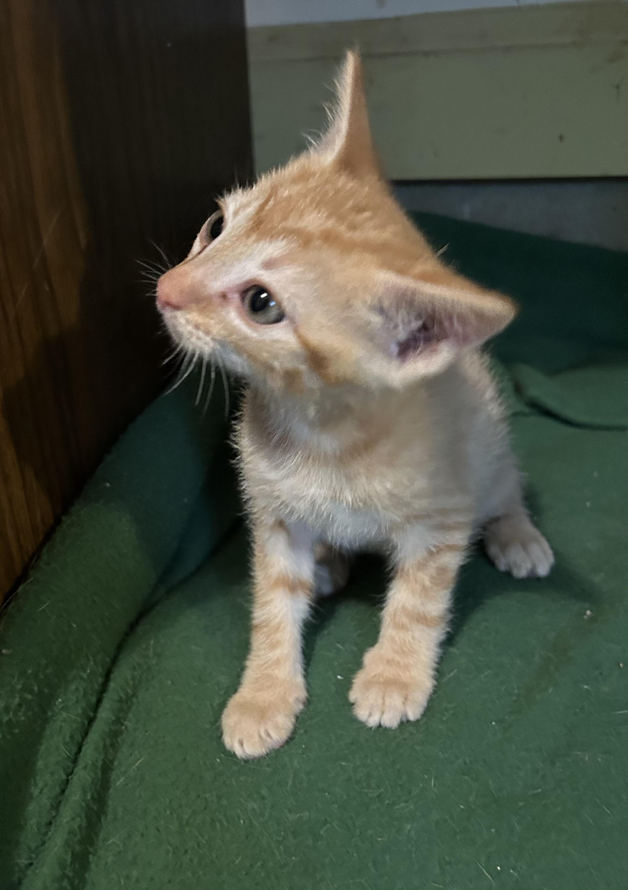 Len, a ADOPTABLE Domestic Short Hair in Floyd, VA image 2/2
