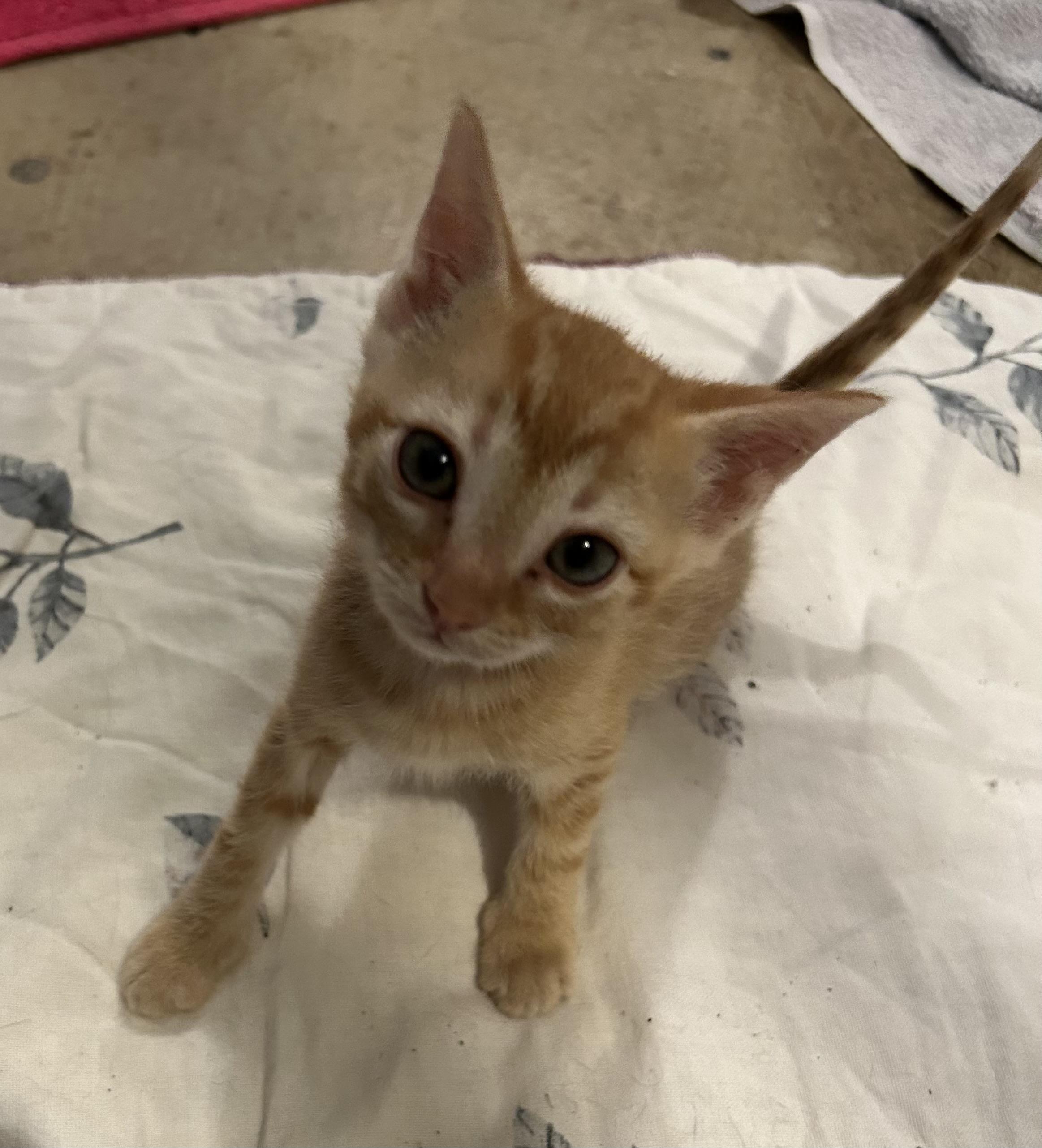 Len, ADOPTABLE, Kitten Male Domestic Short Hair.