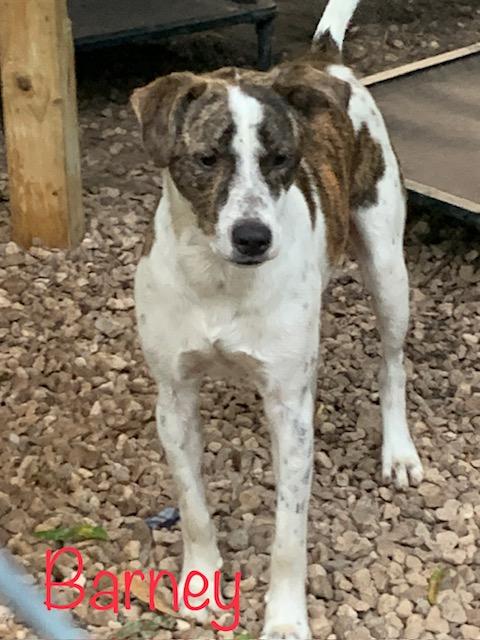 Barney, Adoptable, Young Male Labrador Retriever.