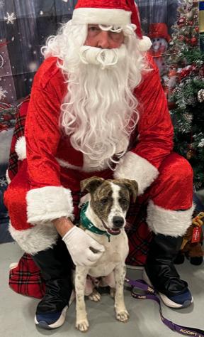 Enlarge Barney, a Adoptable mixed breed in Cairo, GA image 1/2