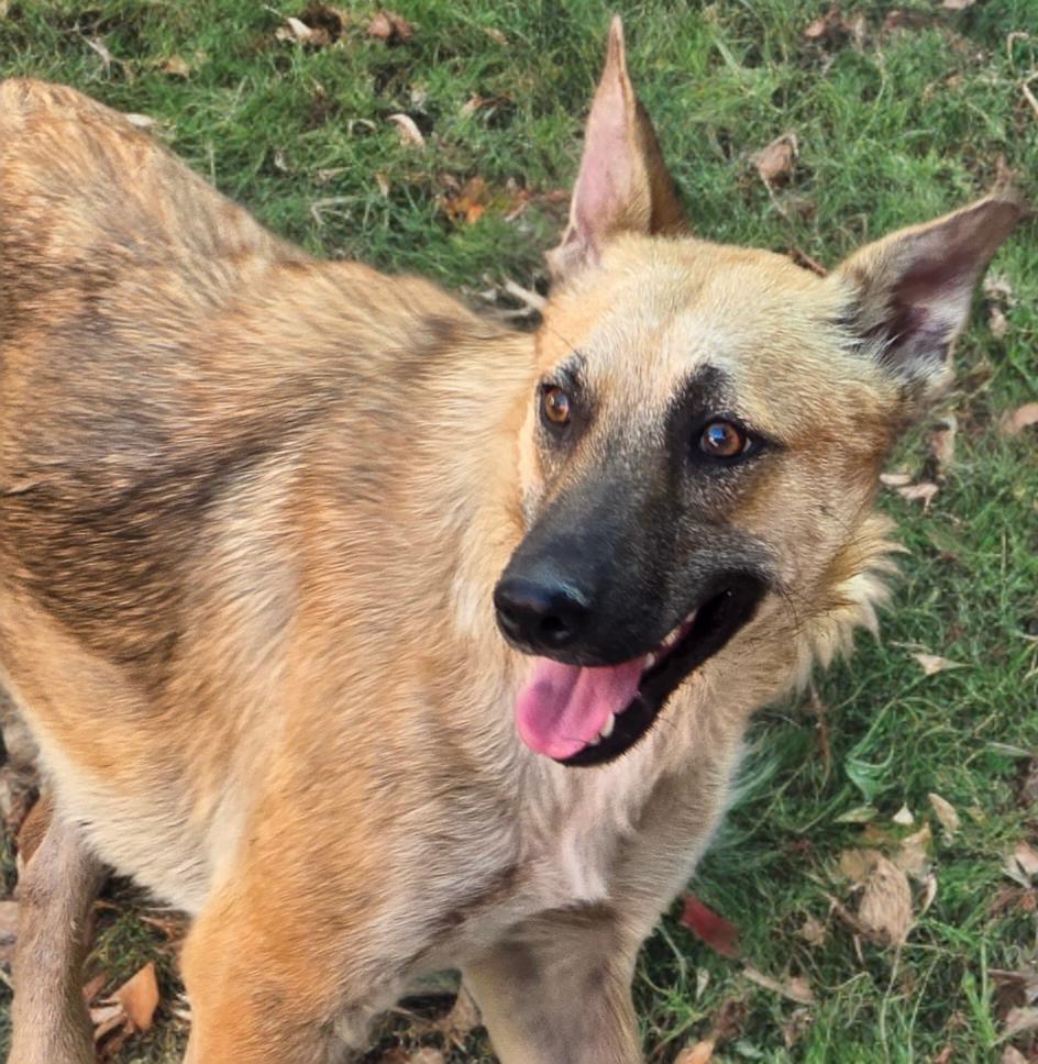 Wolfie — thumbnail 5