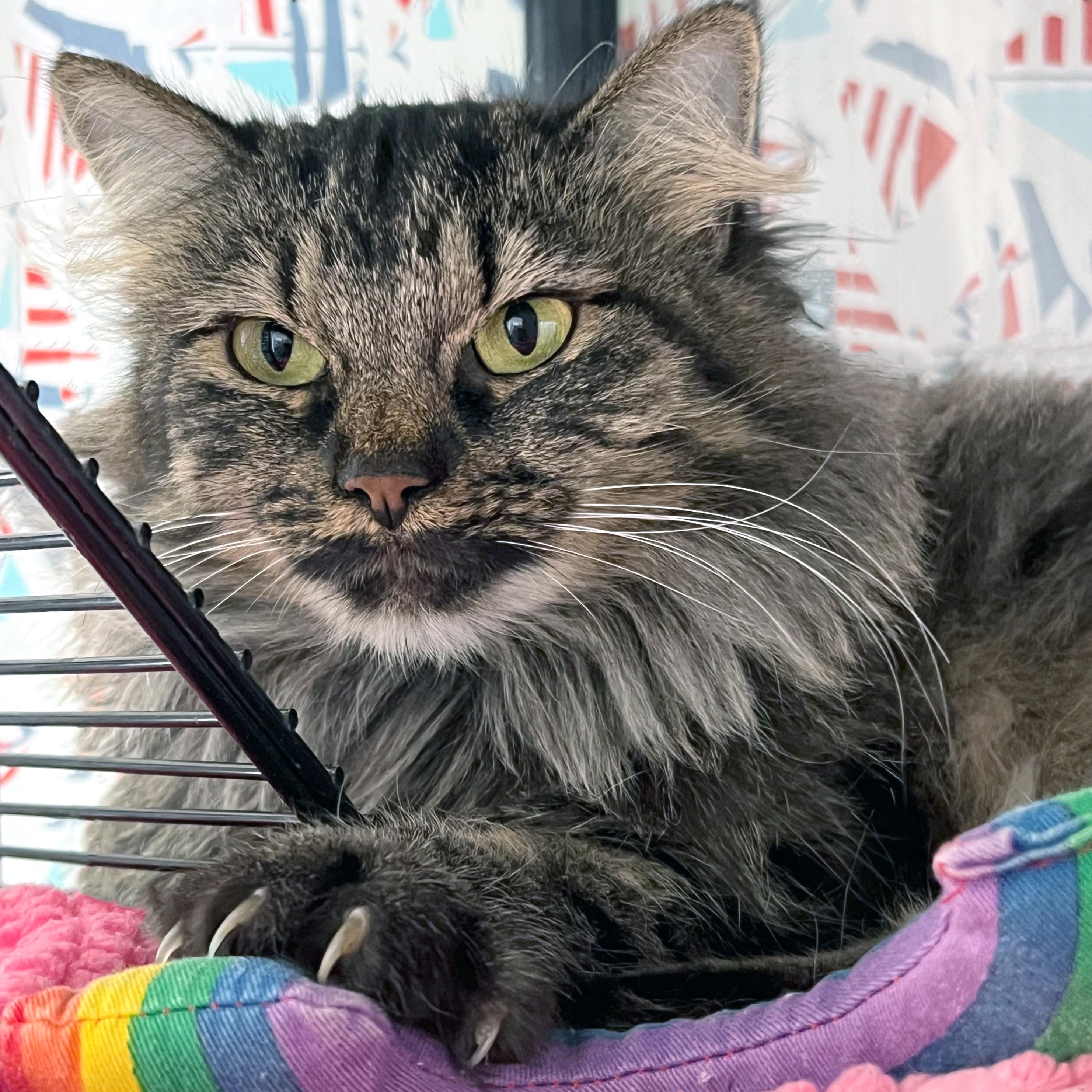 Esmeralda, ADOPTABLE, Adult Female Domestic Medium Hair.