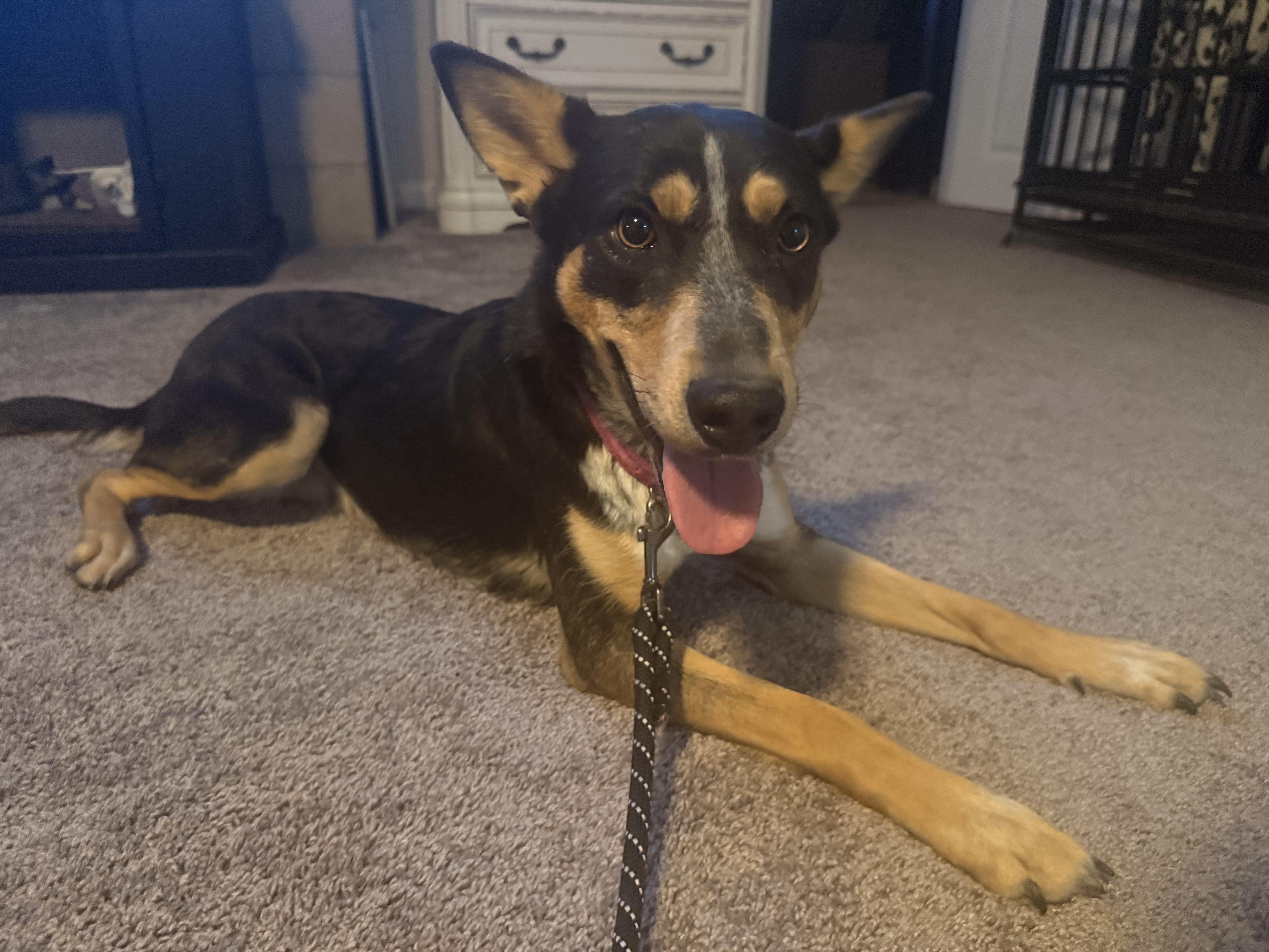 Blair, Adoptable, Adult Female Australian Cattle Dog / Blue Heeler.