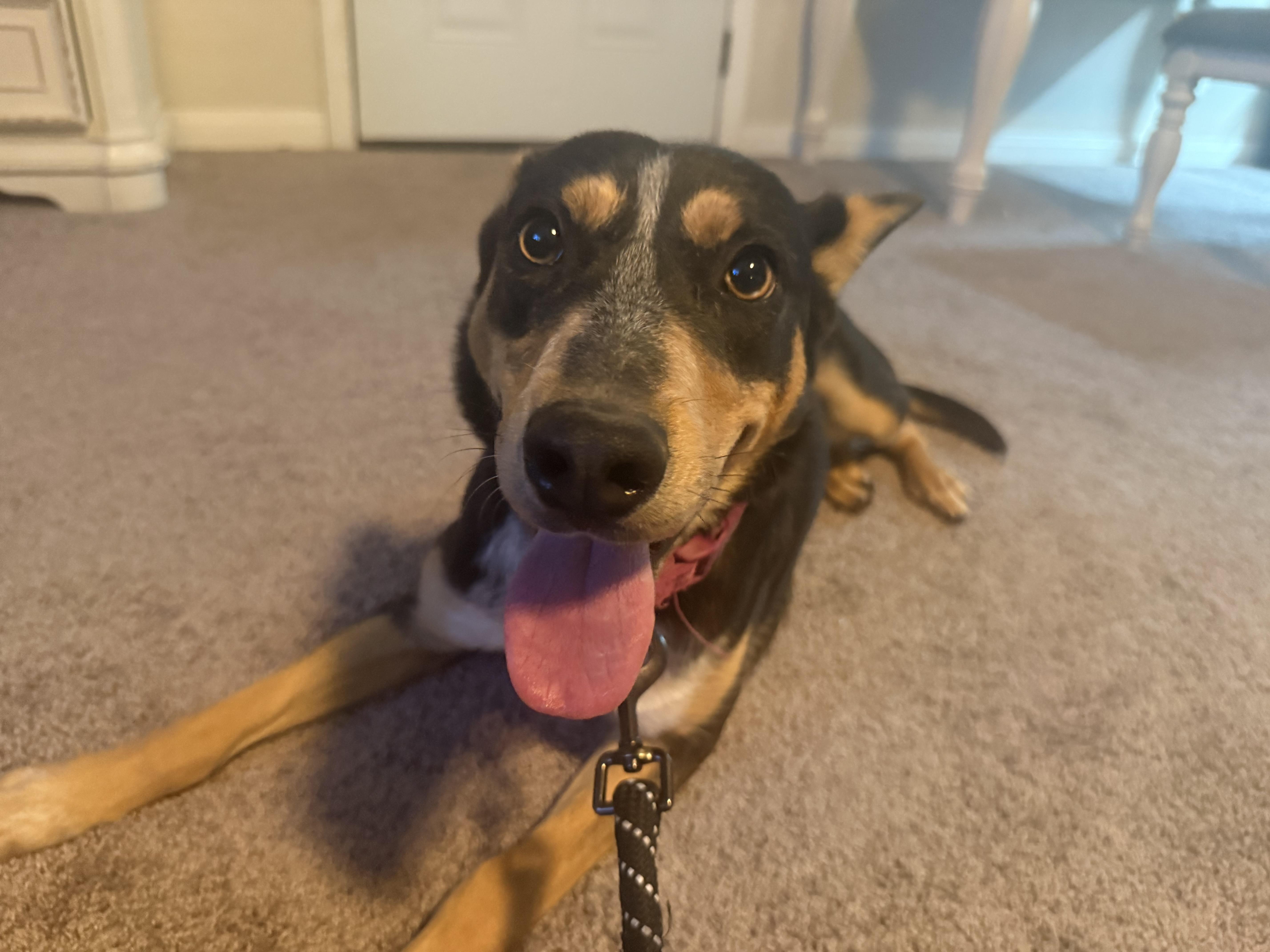 Enlarge Blair, a Adoptable Australian Cattle Dog / Blue Heeler in Austin , TX image 3/4