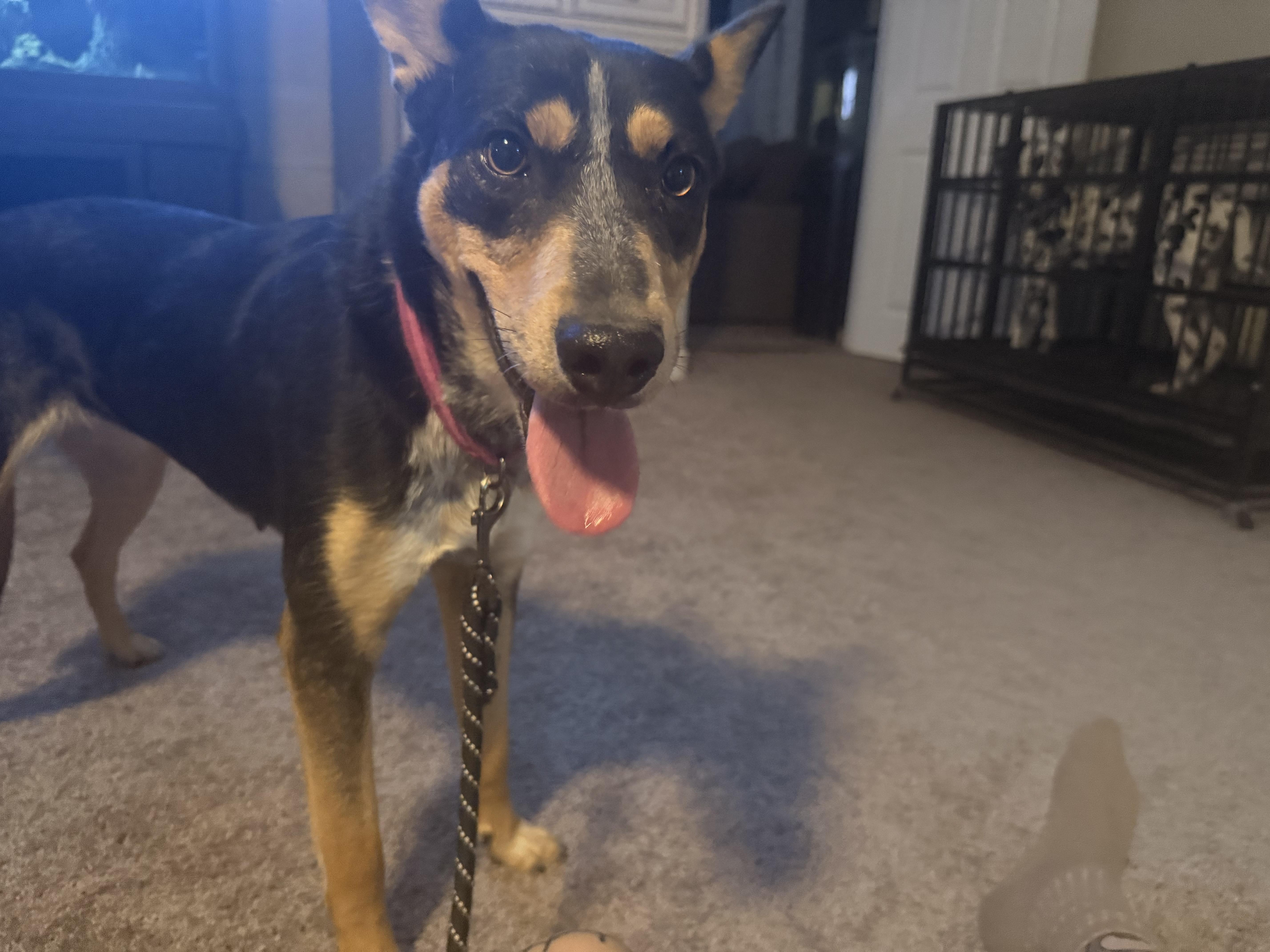 Enlarge Blair, a Adoptable Australian Cattle Dog / Blue Heeler in Austin , TX image 4/4