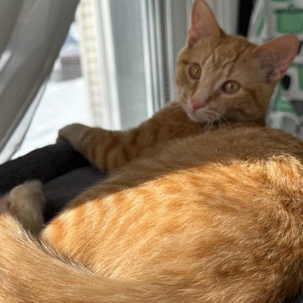 Enlarge Ovie (m) & Obeline (f) red tabby 5mths old , a ADOPTABLE Domestic Short Hair in Ottawa, ON image 5/6