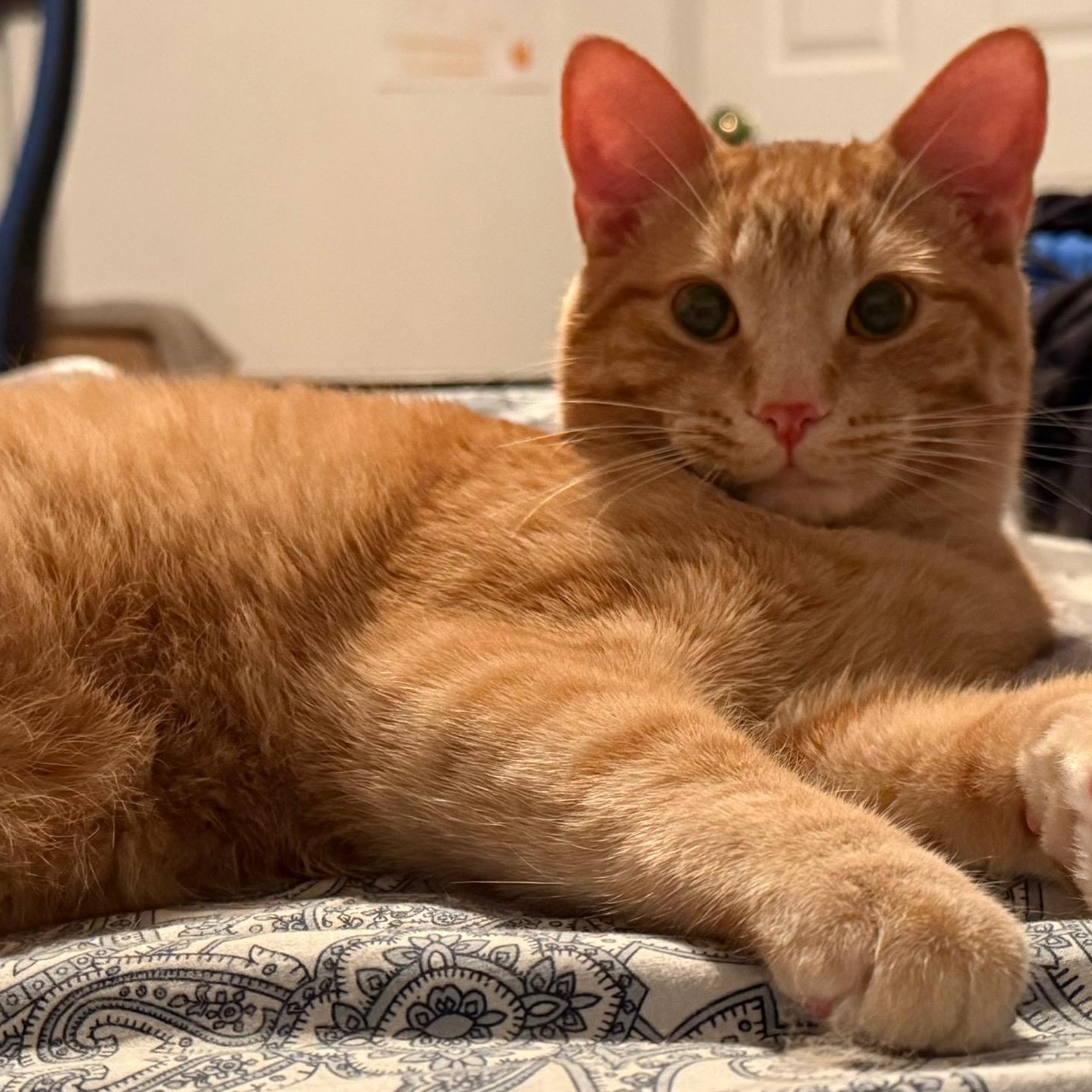 Ovie (m) red tabby 8mths old, ADOPTABLE, Young Male Domestic Short Hair.