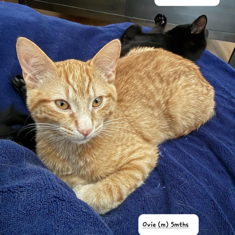 Enlarge Ovie (m) & Obeline (f) red tabby 5mths old , a ADOPTABLE Domestic Short Hair in Ottawa, ON image 3/6