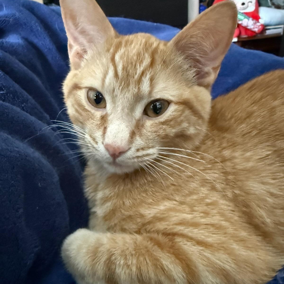 Enlarge Ovie (m) & Obeline (f) red tabby 5mths old , a ADOPTABLE Domestic Short Hair in Ottawa, ON image 2/6