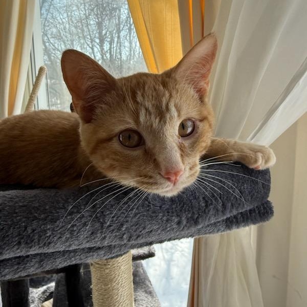 Enlarge Ovie (m) & Obeline (f) red tabby 5mths old , a ADOPTABLE Domestic Short Hair in Ottawa, ON image 4/6