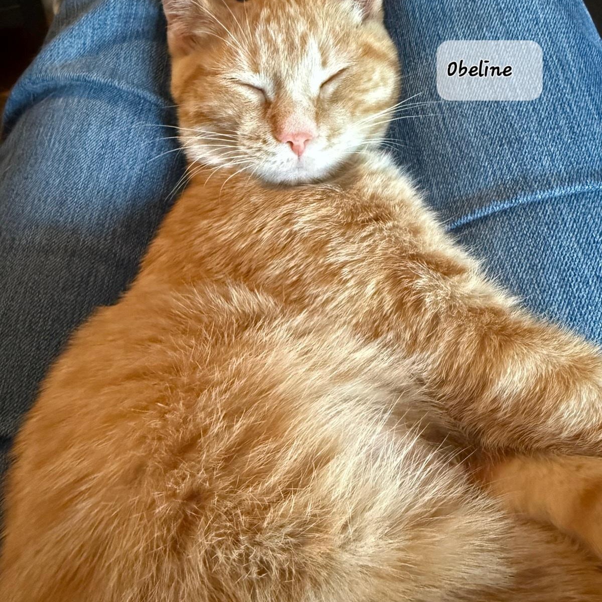 Enlarge Ovie (m) & Obeline (f) red tabby 5mths old , a ADOPTABLE Domestic Short Hair in Ottawa, ON image 6/6