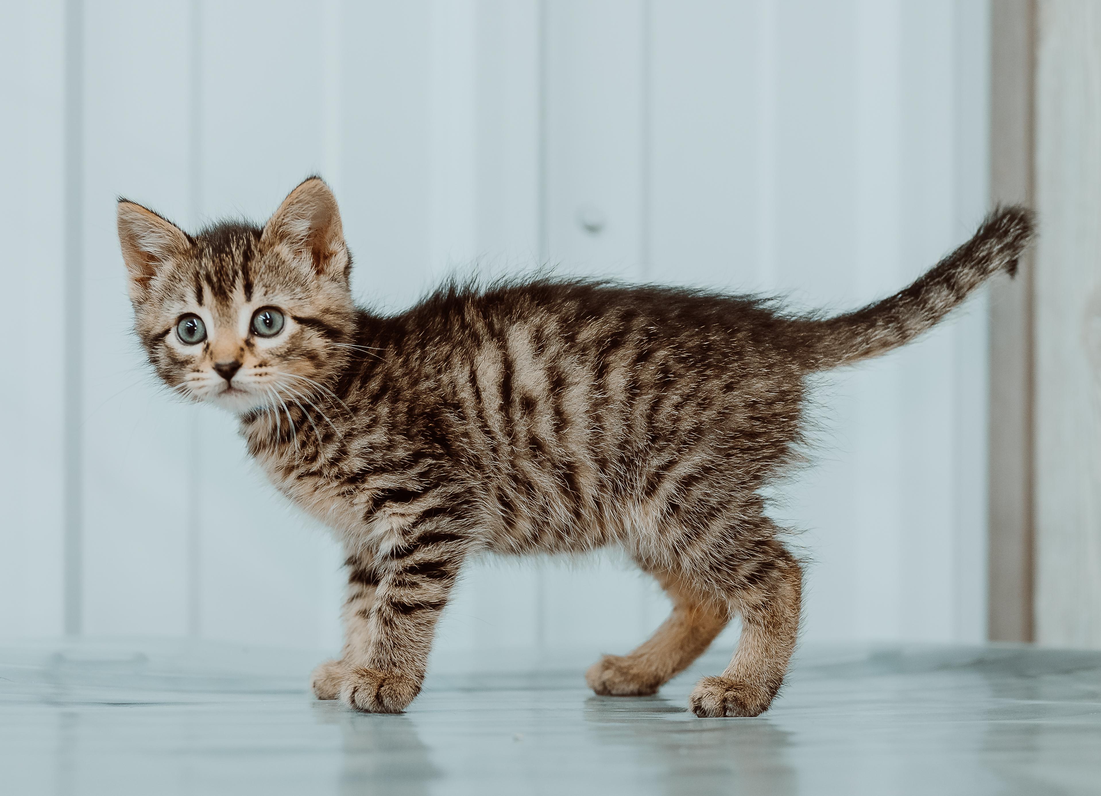 Angel Baby (Blue Collar)