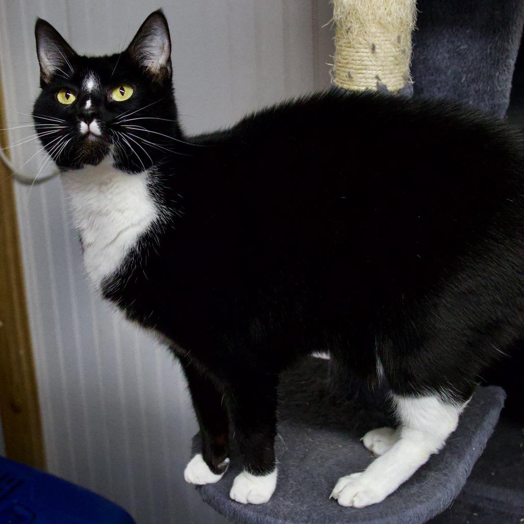 Blazing Socks, Adoptable, Adult Male Domestic Short Hair.