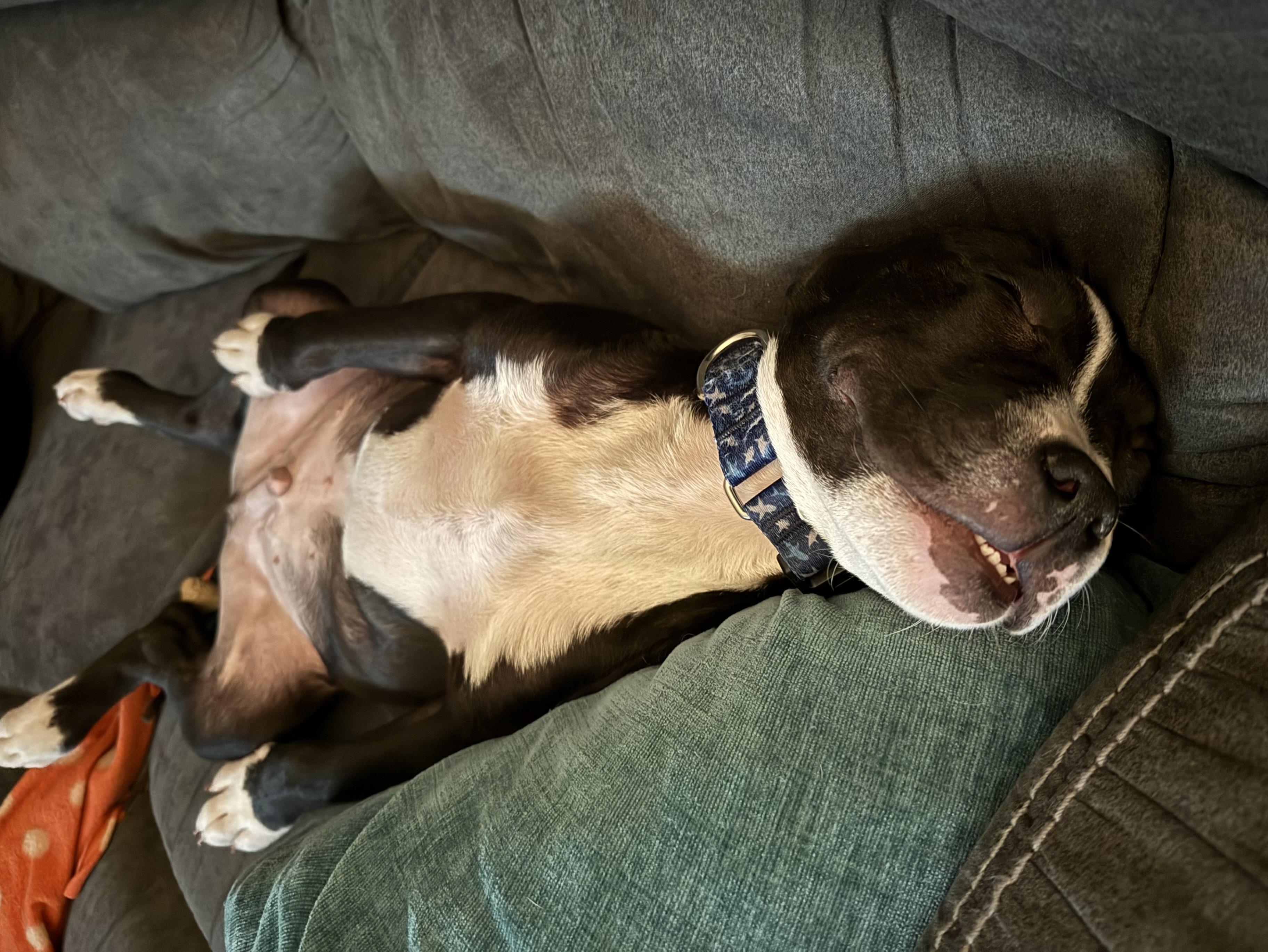 Enlarge Nestor, a ADOPTABLE mixed breed in Oswego, IL image 5/6