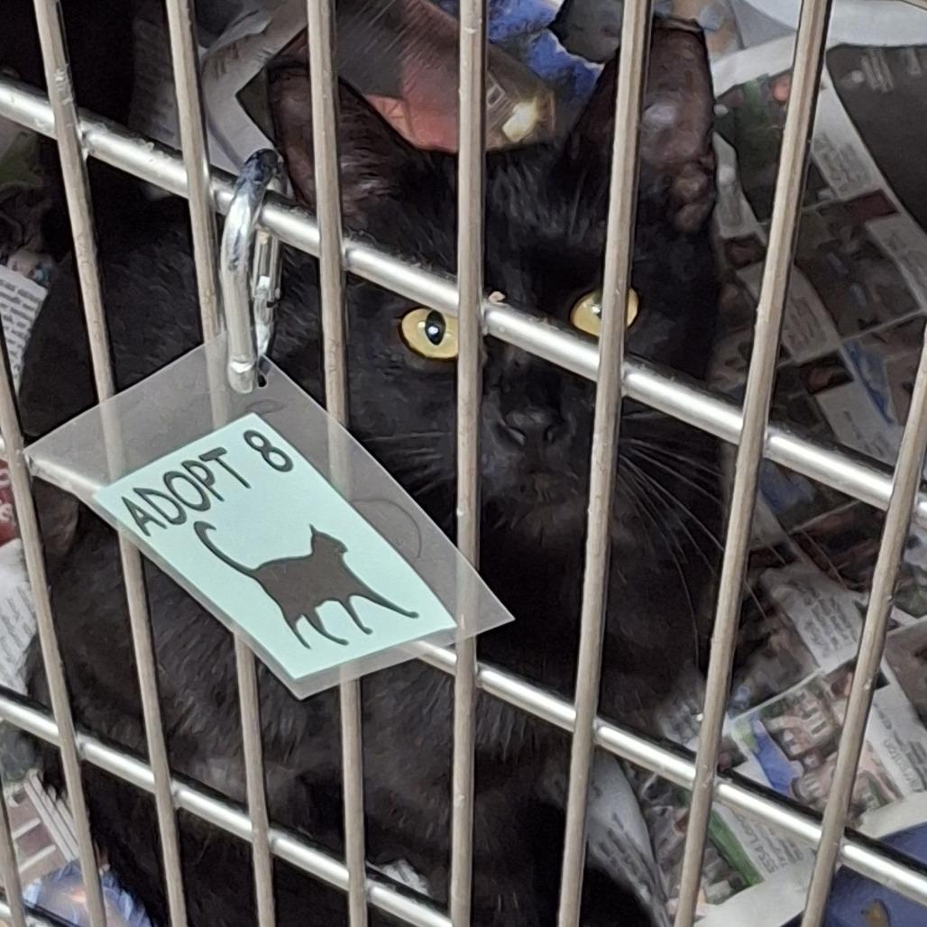 Enlarge Noir 2025, a Adoptable Domestic Short Hair in South Houston, TX image 1/1