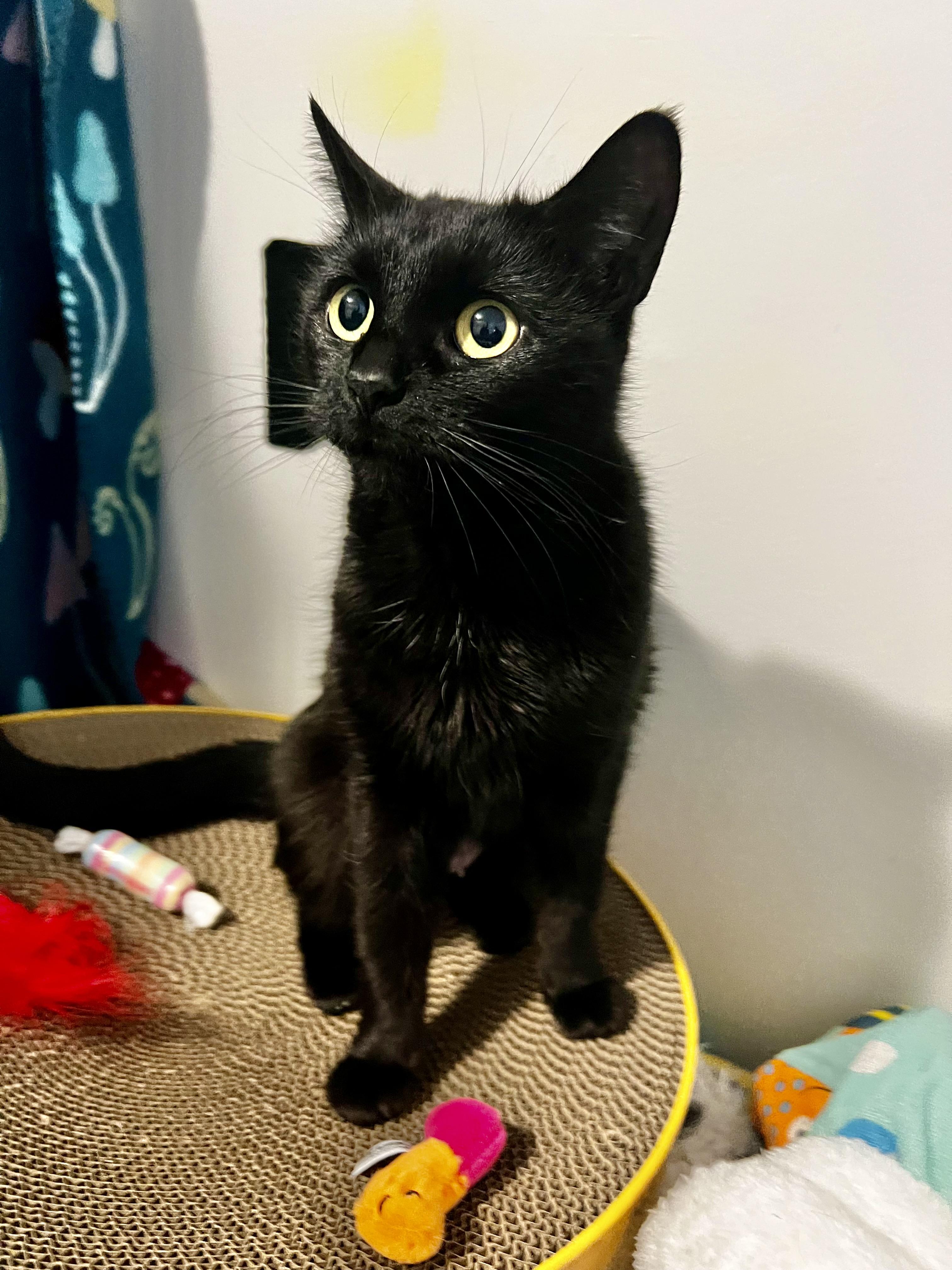 Enlarge Cleopatra , a Adoptable mixed breed in Griswold, CT image 4/5