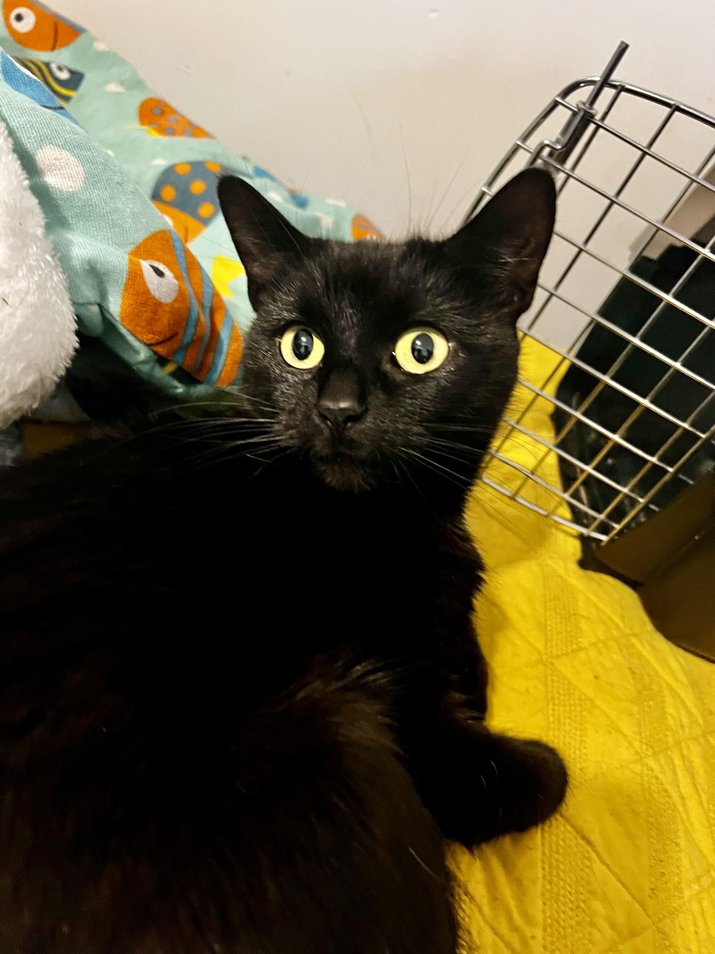 Enlarge Cleopatra , a Adoptable mixed breed in Griswold, CT image 2/5