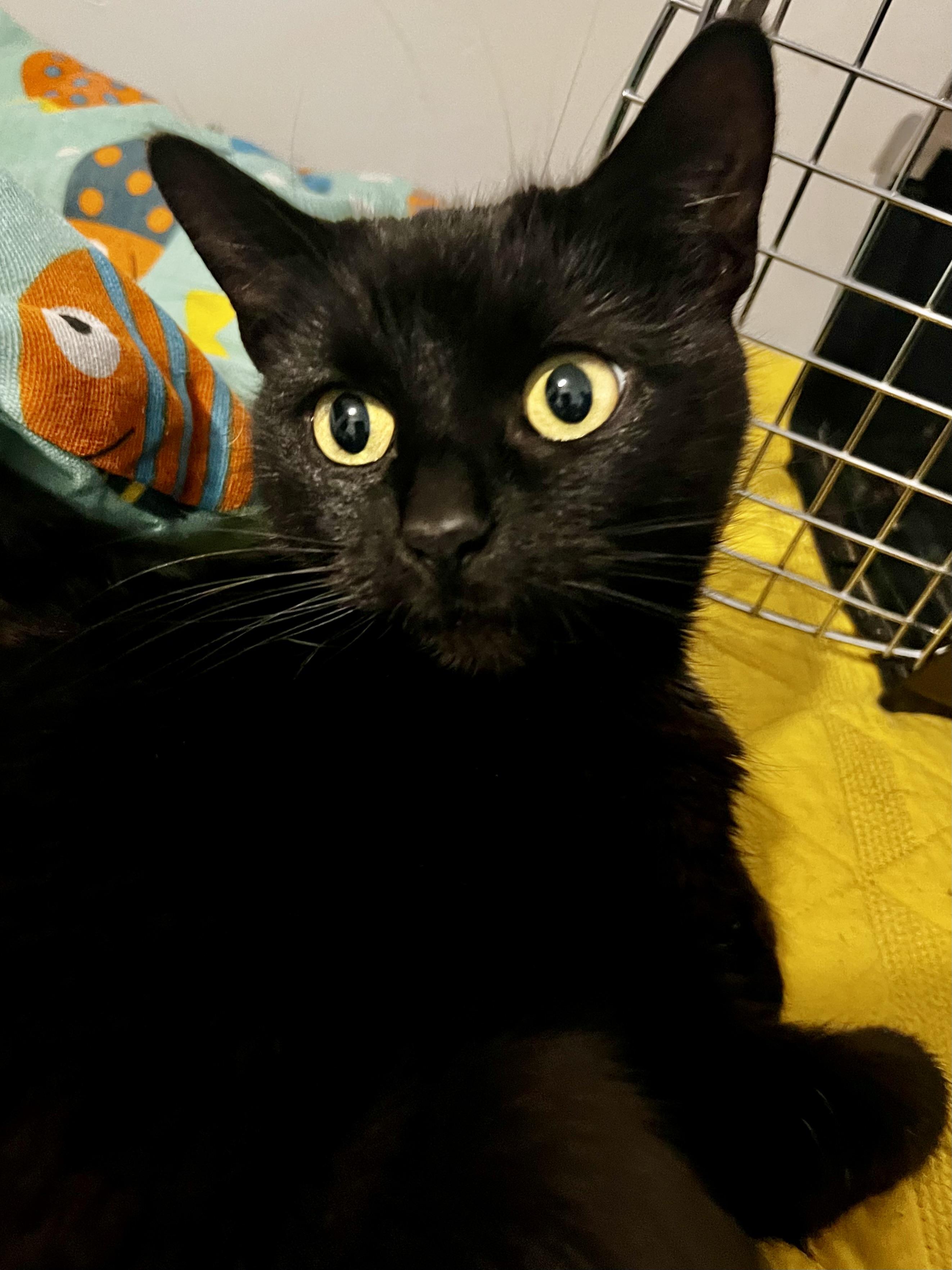 Enlarge Cleopatra , a Adoptable mixed breed in Griswold, CT image 3/5