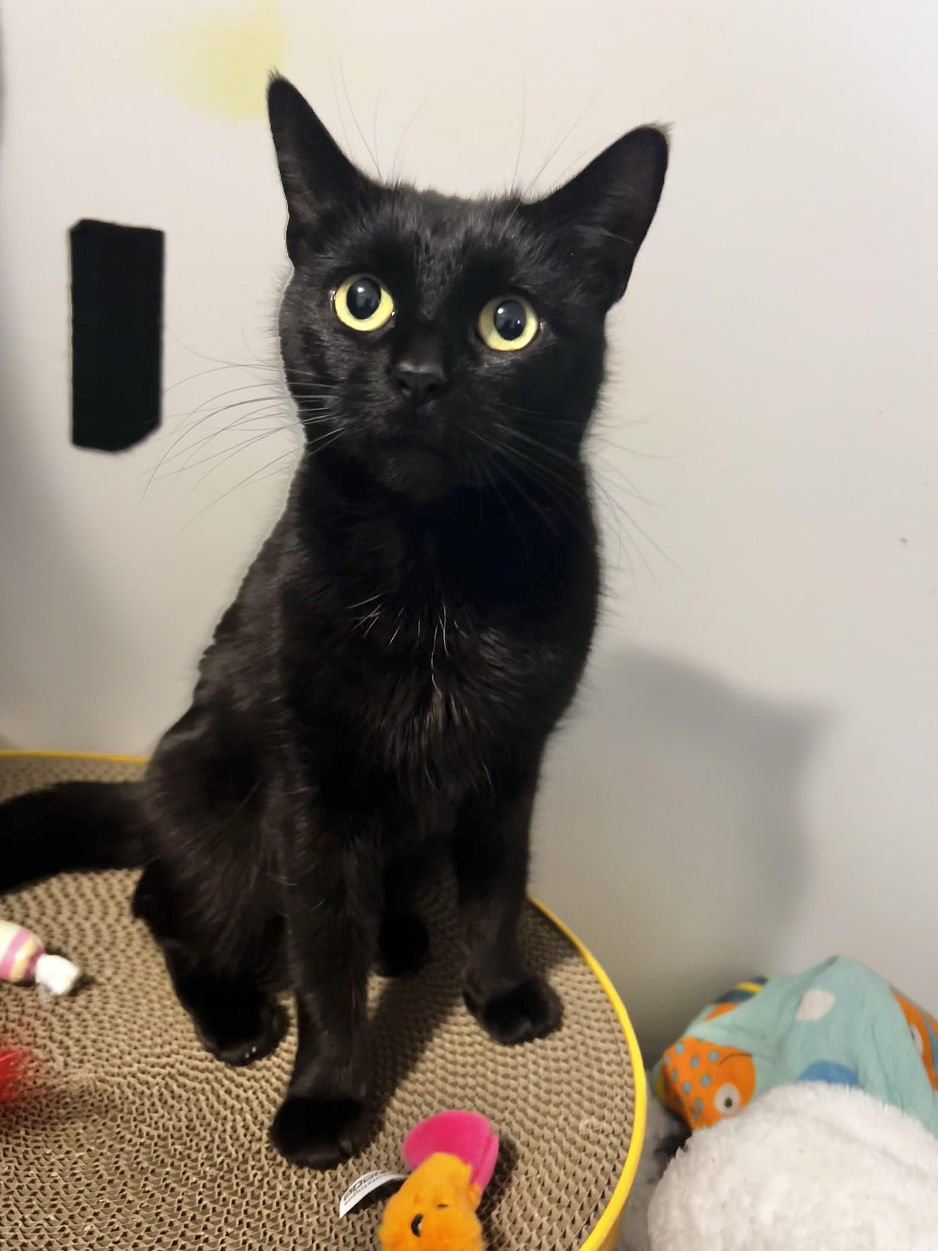 Enlarge Cleopatra , a Adoptable mixed breed in Griswold, CT image 1/5