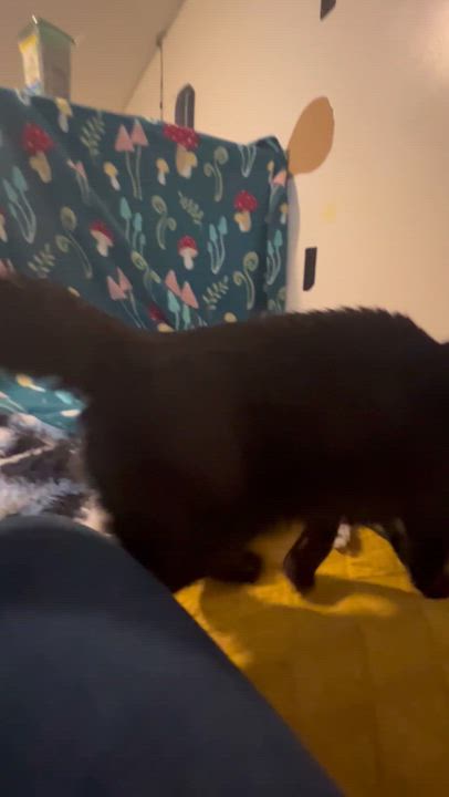 Enlarge Cleopatra , a Adoptable mixed breed in Griswold, CT video 5/5