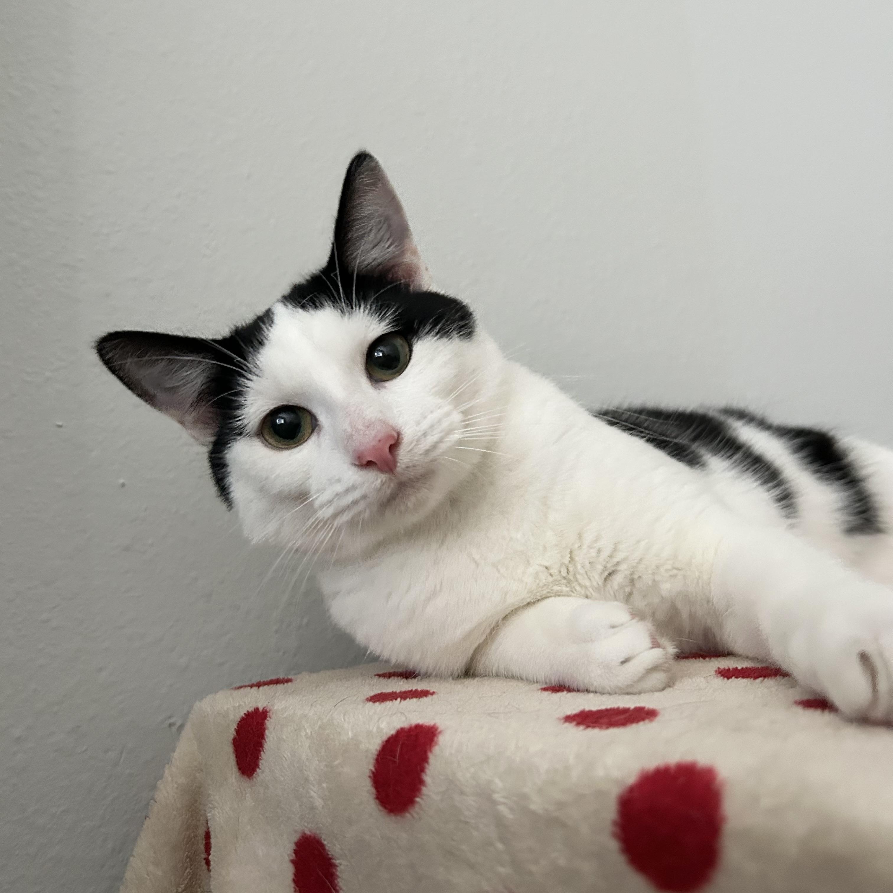 Enlarge Marshmallow, a Adoptable American Shorthair in Seattle , WA image 6/6