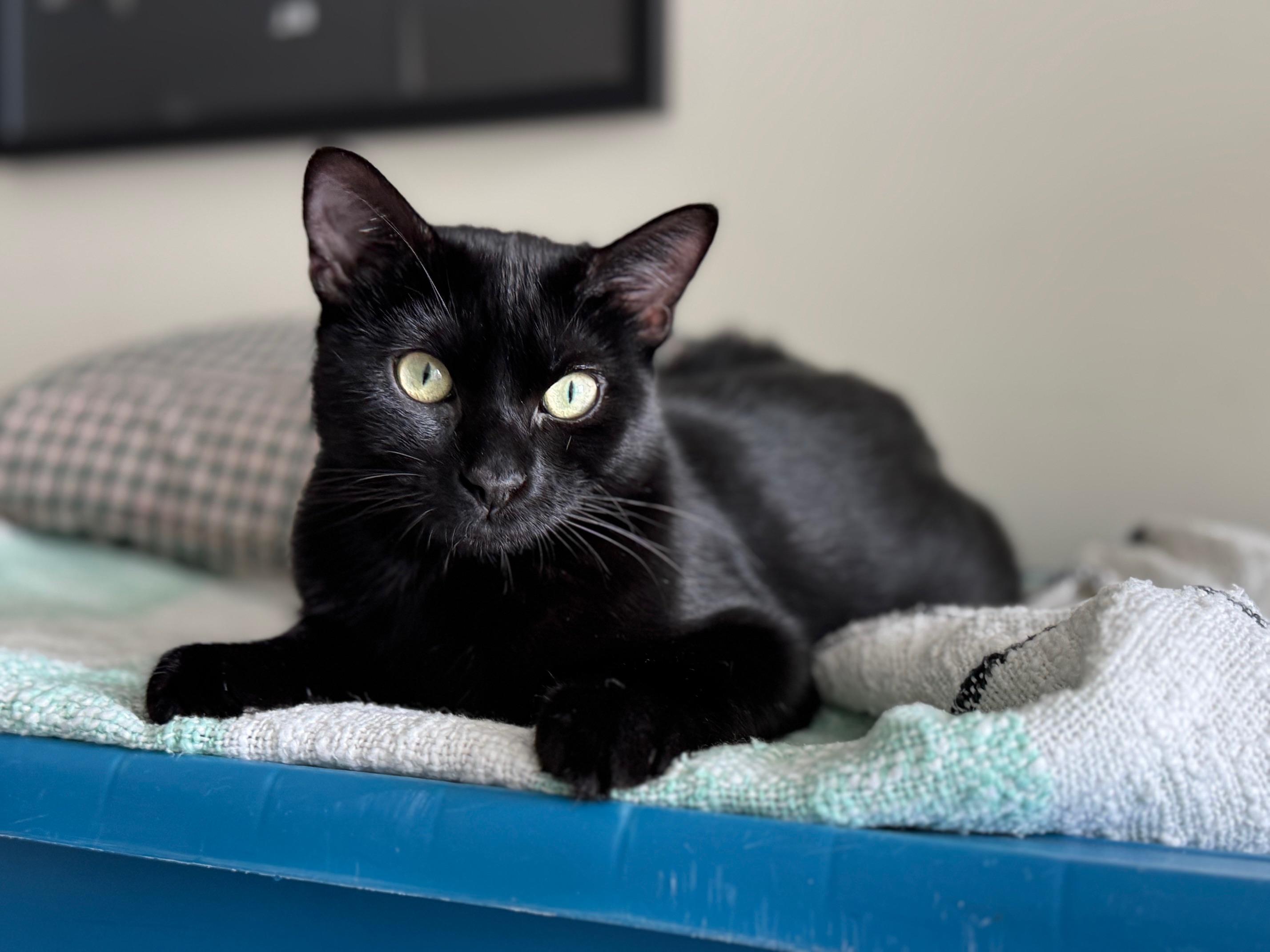 Enlarge Prudence, a Adoptable Domestic Short Hair in BURNABY, BC image 1/1