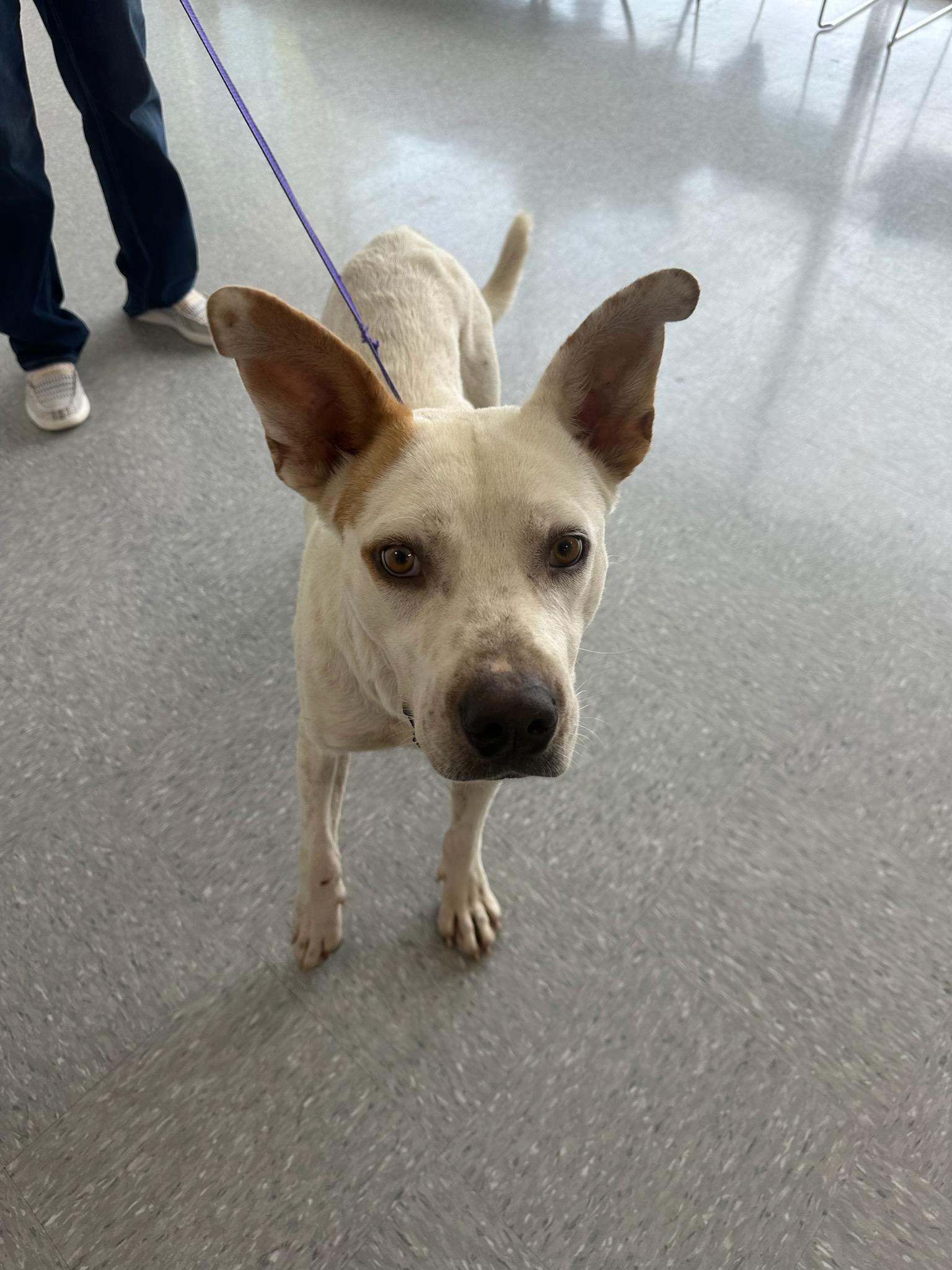 Rowdy, Adoptable, Adult Male Pit Bull Terrier.