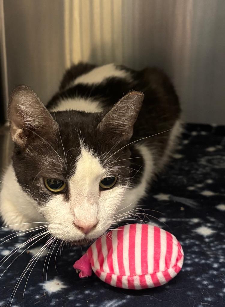 Pecan (Katiebelle), Adoptable, Adult Female Domestic Short Hair.