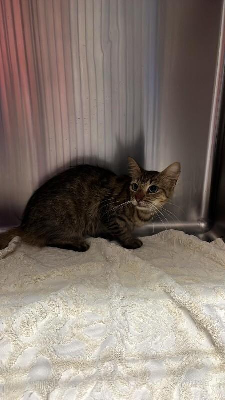 Enlarge Unknown, a Adoptable Domestic Short Hair in Burgaw, NC image 1/1