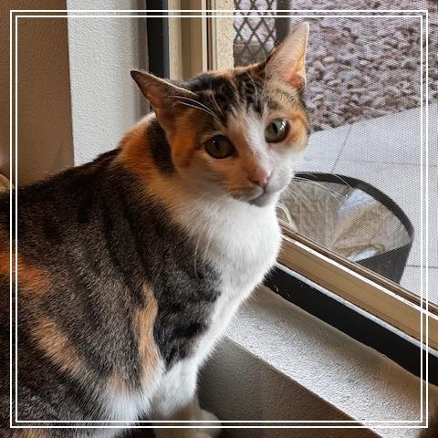 Alice, Adoptable, Senior Female Domestic Short Hair.