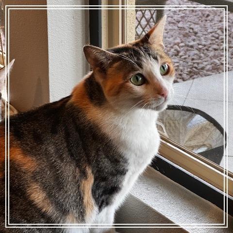 Alice, a Adoptable Domestic Short Hair in Long Beach, CA image 2/3