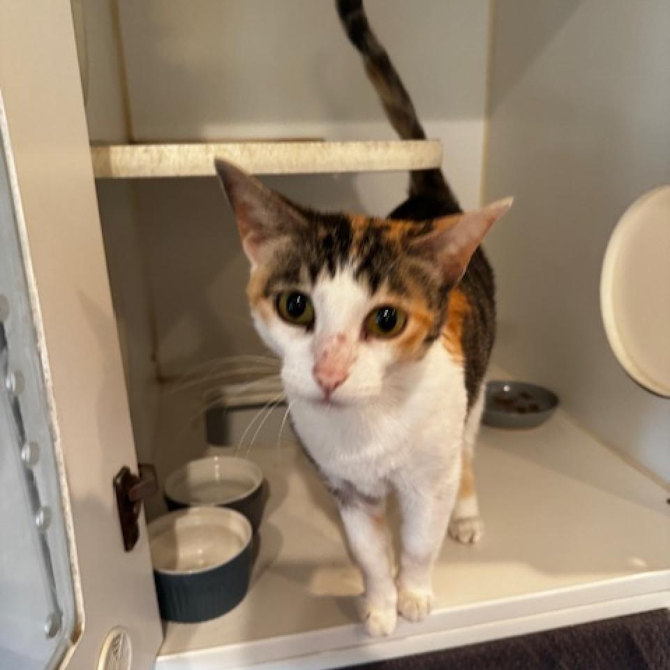 Alice, a Adoptable Domestic Short Hair in Long Beach, CA image 3/3