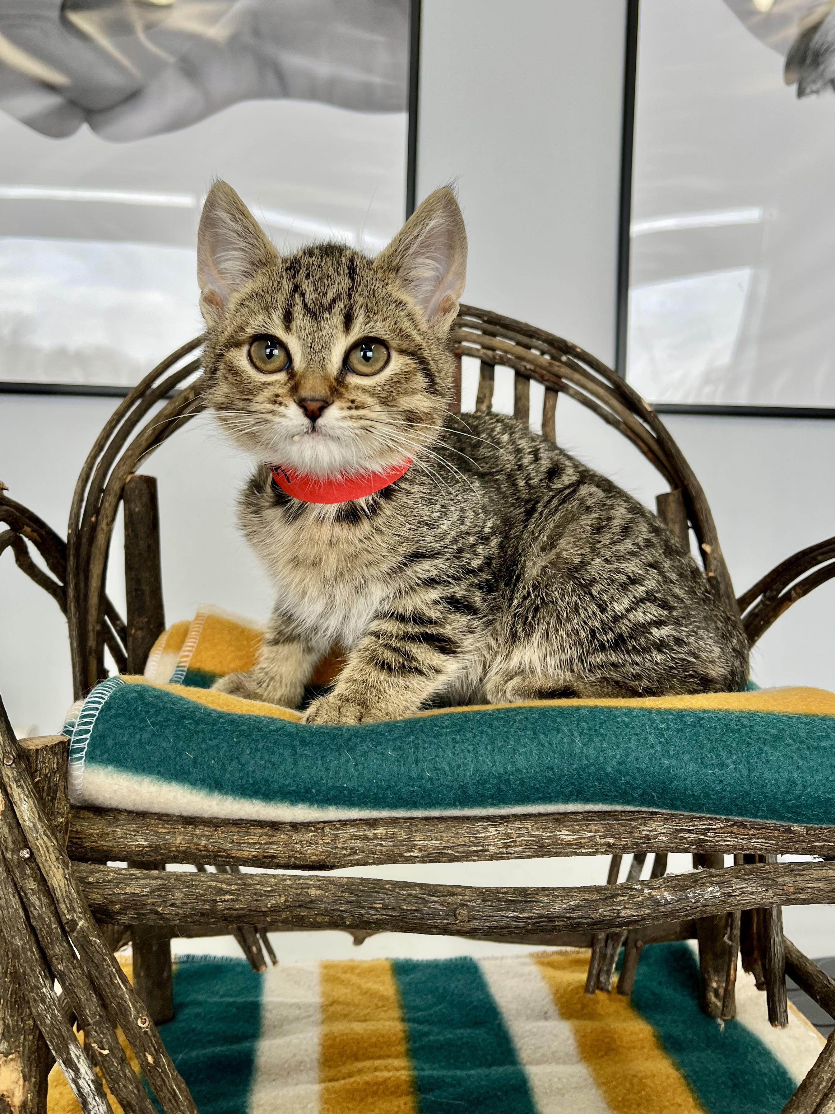 Enlarge Yam, an adopted Domestic Short Hair in Blaine, MN image 1/1