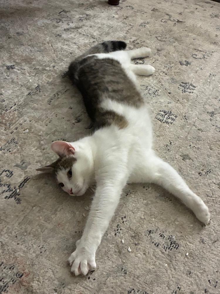 Alexandra, a Adoptable mixed breed in Wilmington, NC image 3/5