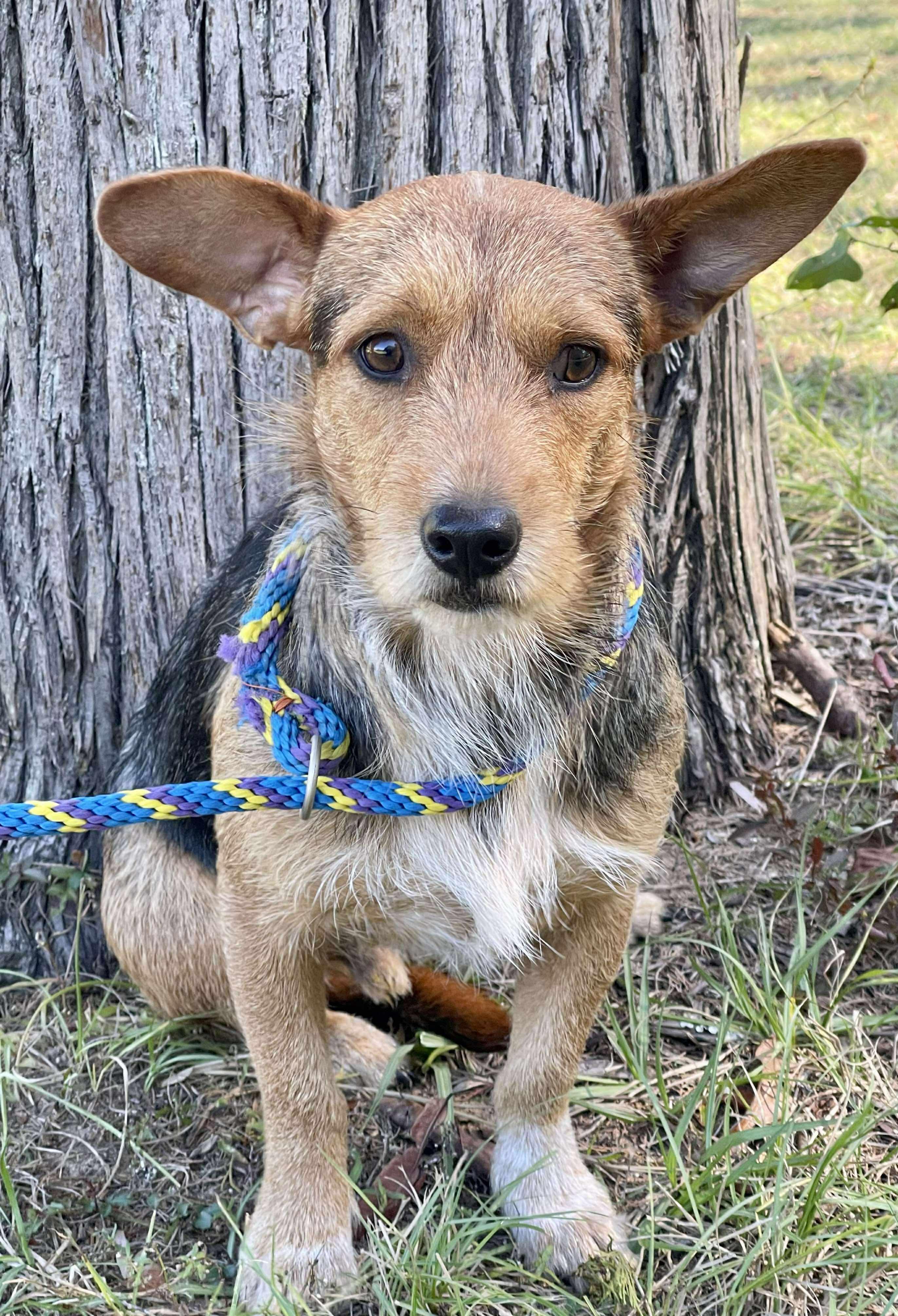 Enlarge Scruffalofagus. (Needs a second chance), a Adoptable mixed breed in Farmington, CT image 1/5