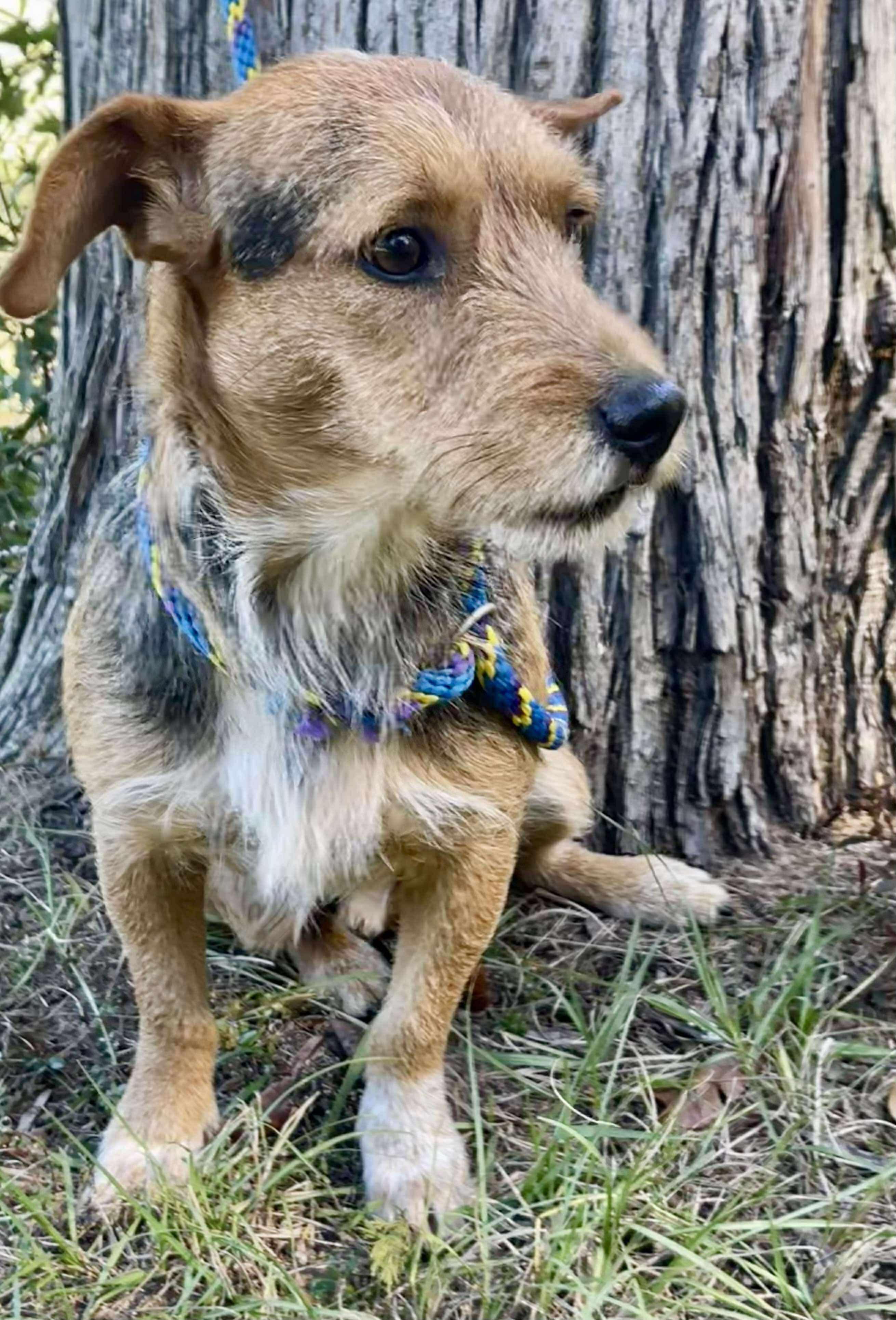 Enlarge Scruffalofagus. (Needs a second chance), a Adoptable mixed breed in Farmington, CT image 2/5