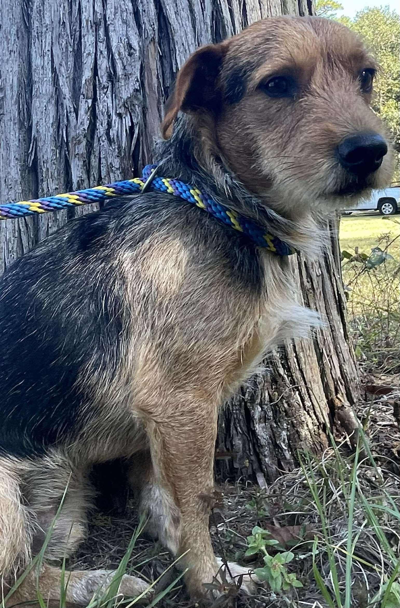 Enlarge Scruffalofagus. (Needs a second chance), a Adoptable mixed breed in Farmington, CT image 3/5