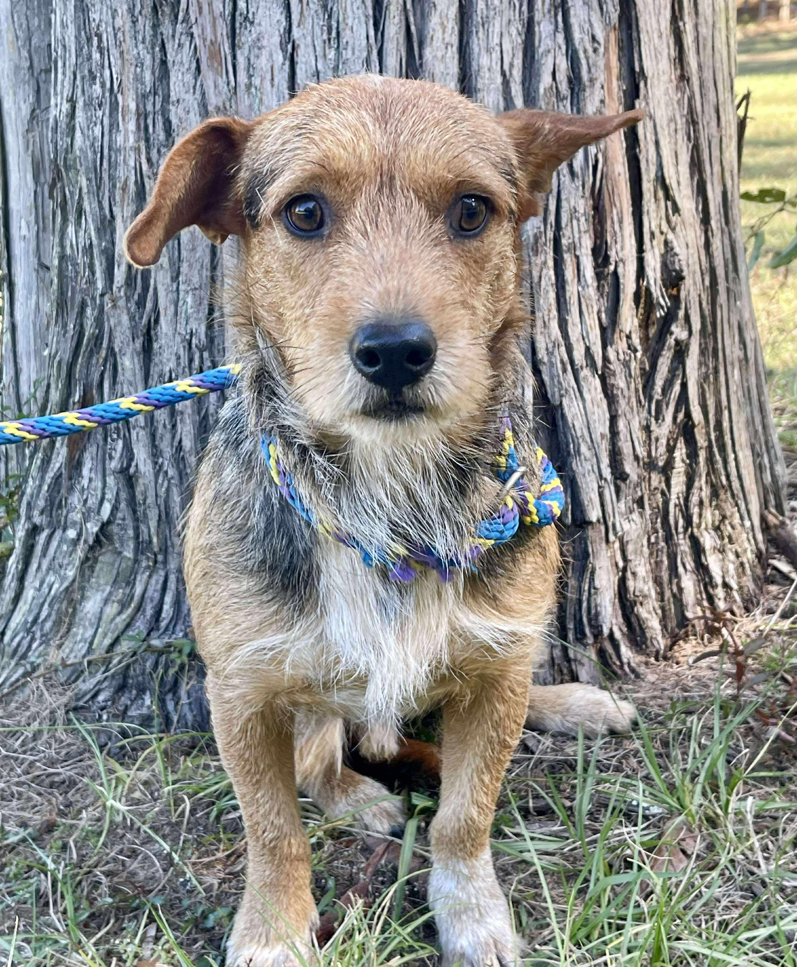 Enlarge Scruffalofagus. (Needs a second chance), a Adoptable mixed breed in Farmington, CT image 4/5