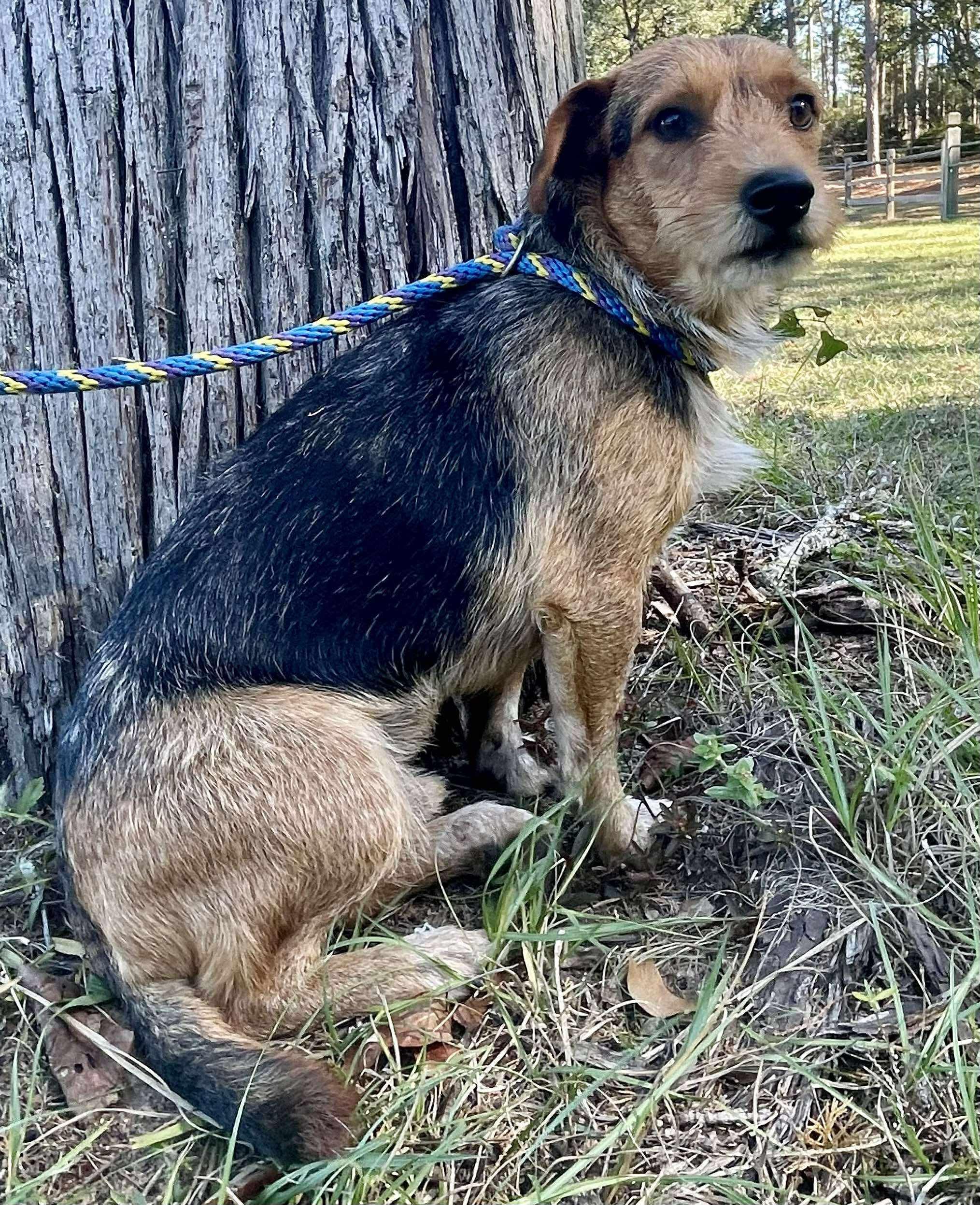 Enlarge Scruffalofagus. (Needs a second chance), a Adoptable mixed breed in Farmington, CT image 5/5