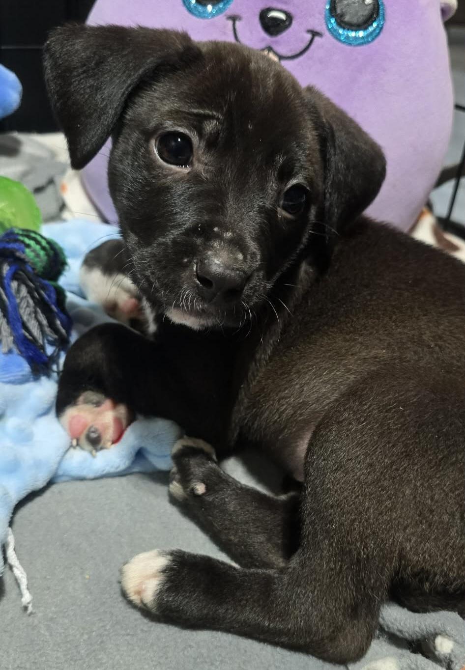 Enlarge Beauty, a ADOPTABLE mixed breed in Grand Rapids, MI image 3/3