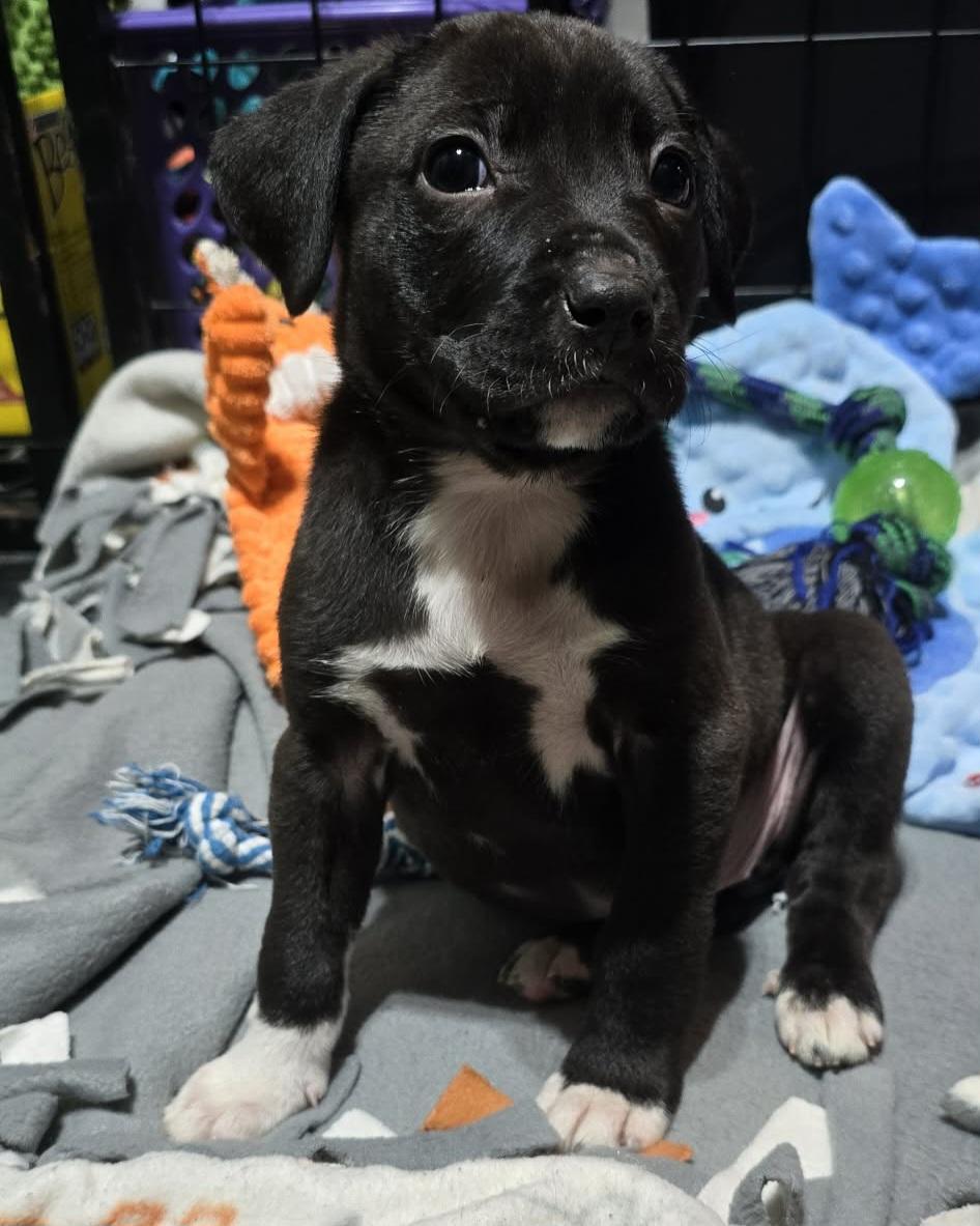 Enlarge Beauty, a ADOPTABLE mixed breed in Grand Rapids, MI image 2/3