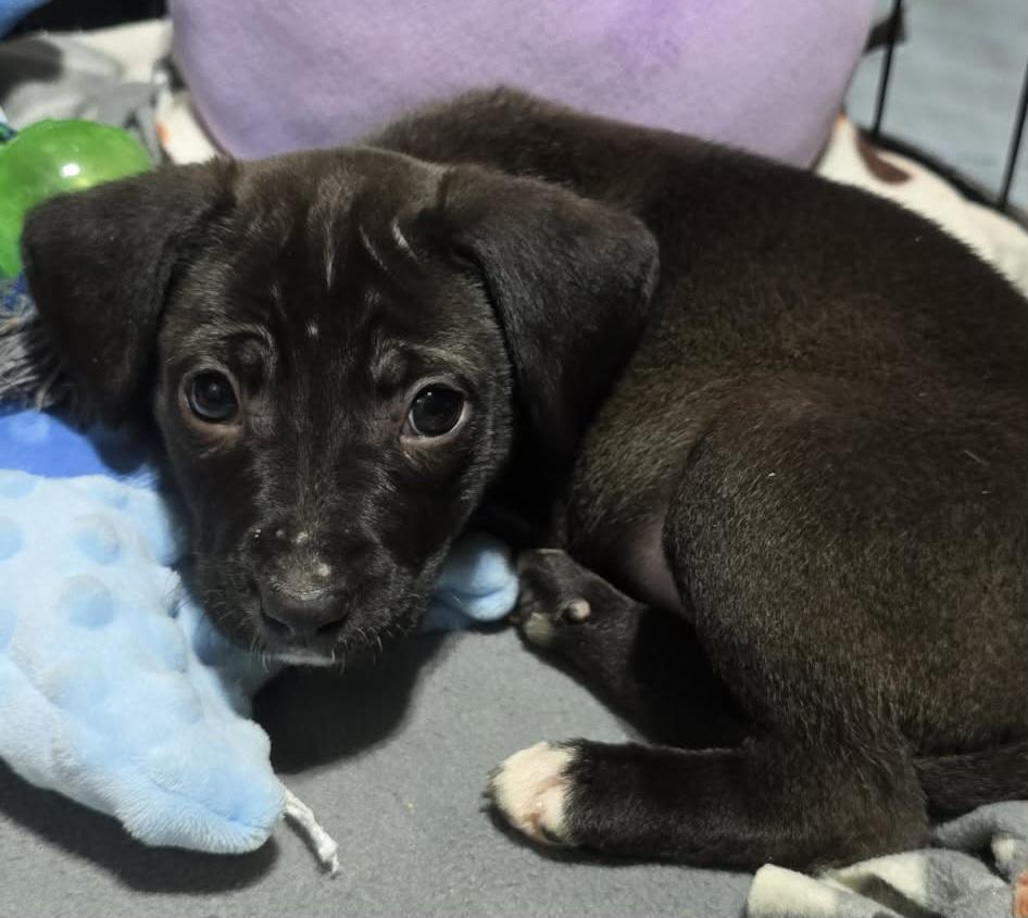 Enlarge Beauty, a ADOPTABLE mixed breed in Grand Rapids, MI image 1/3