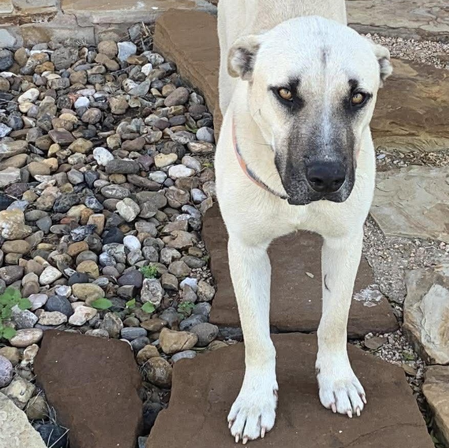 Jed, adopted, Adult Male Black Mouth Cur & Terrier.