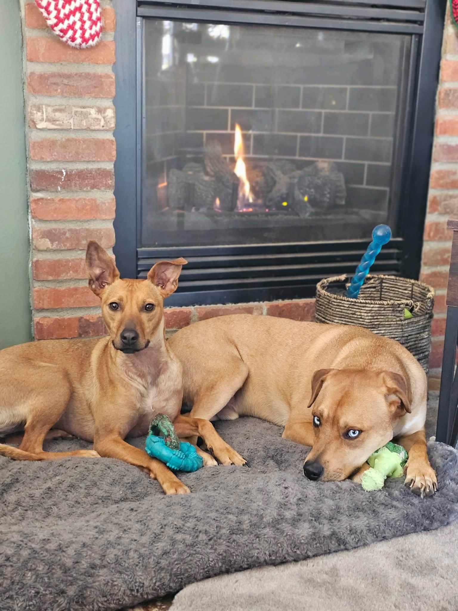 Enlarge Korbin & Lelu: Best friends since 2021, a ADOPTABLE mixed breed in Lake Forest, IL image 1/6