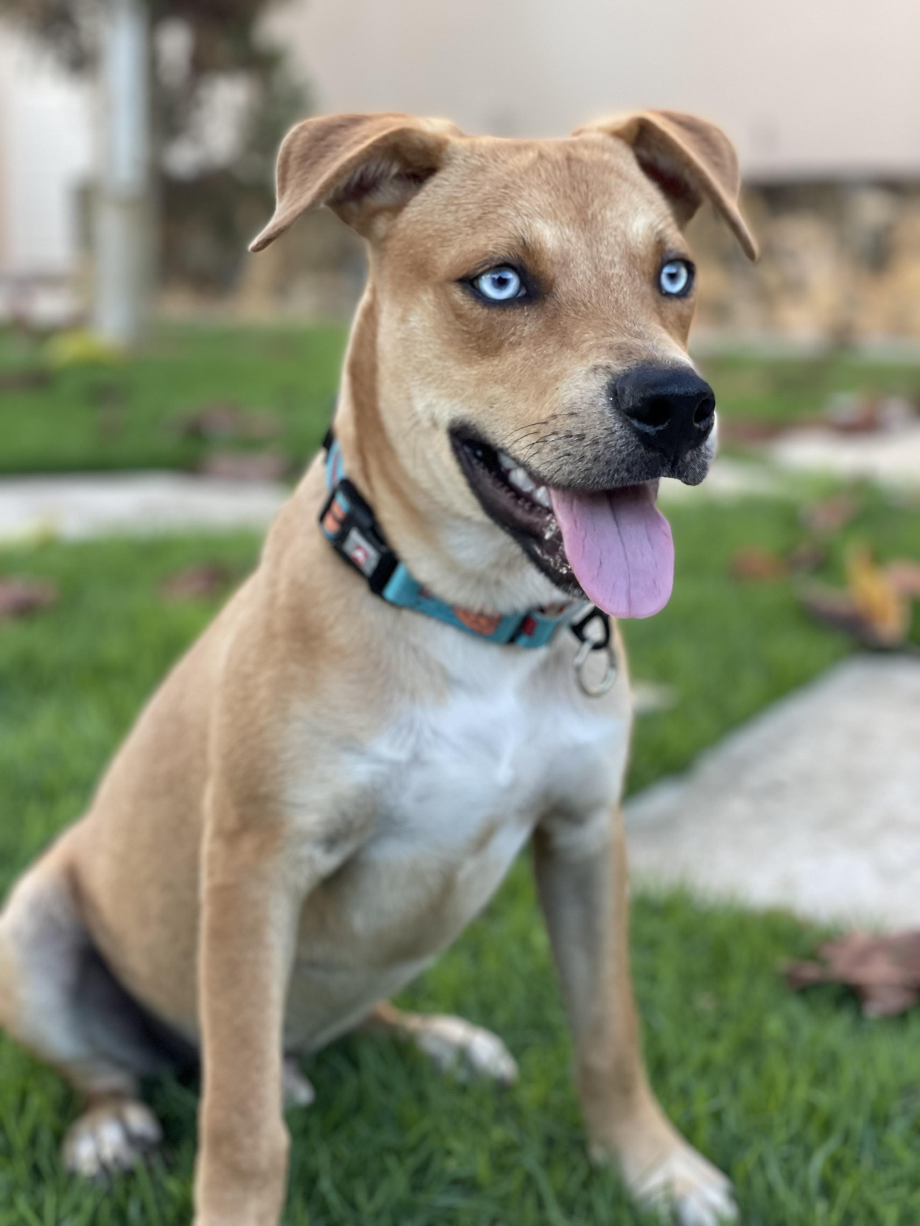 Enlarge Korbin & Lelu: Best friends since 2021, a ADOPTABLE mixed breed in Lake Forest, IL image 5/6