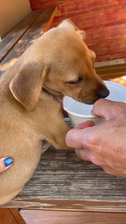 Enlarge Korbin & Lelu: Best friends since 2021, a ADOPTABLE mixed breed in Lake Forest, IL video 4/6
