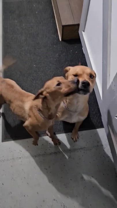 Enlarge Korbin & Lelu: Best friends since 2021, a ADOPTABLE mixed breed in Lake Forest, IL video 2/6